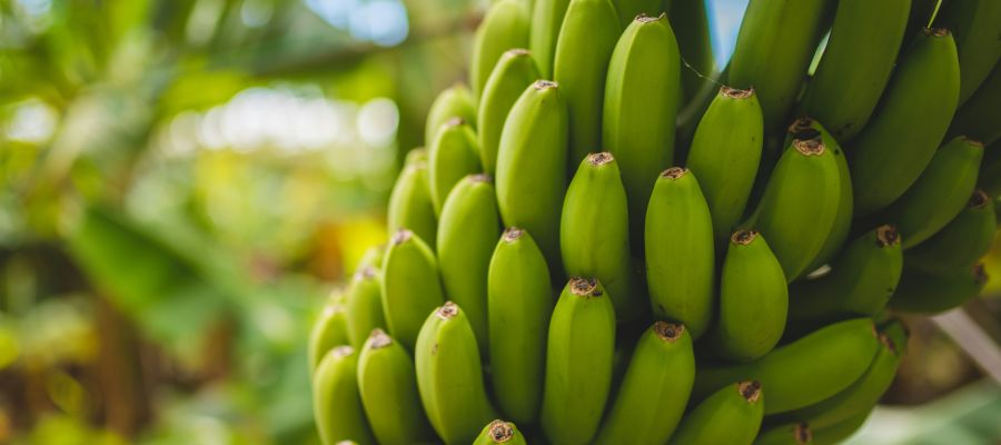 Die besten Jahreszeiten um die Insel Madeira zu besuchen
