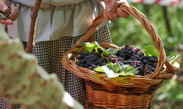 Grape Harvest in Estreito de Câmara de Lobos: Tradition and the Taste of Madeira Wine