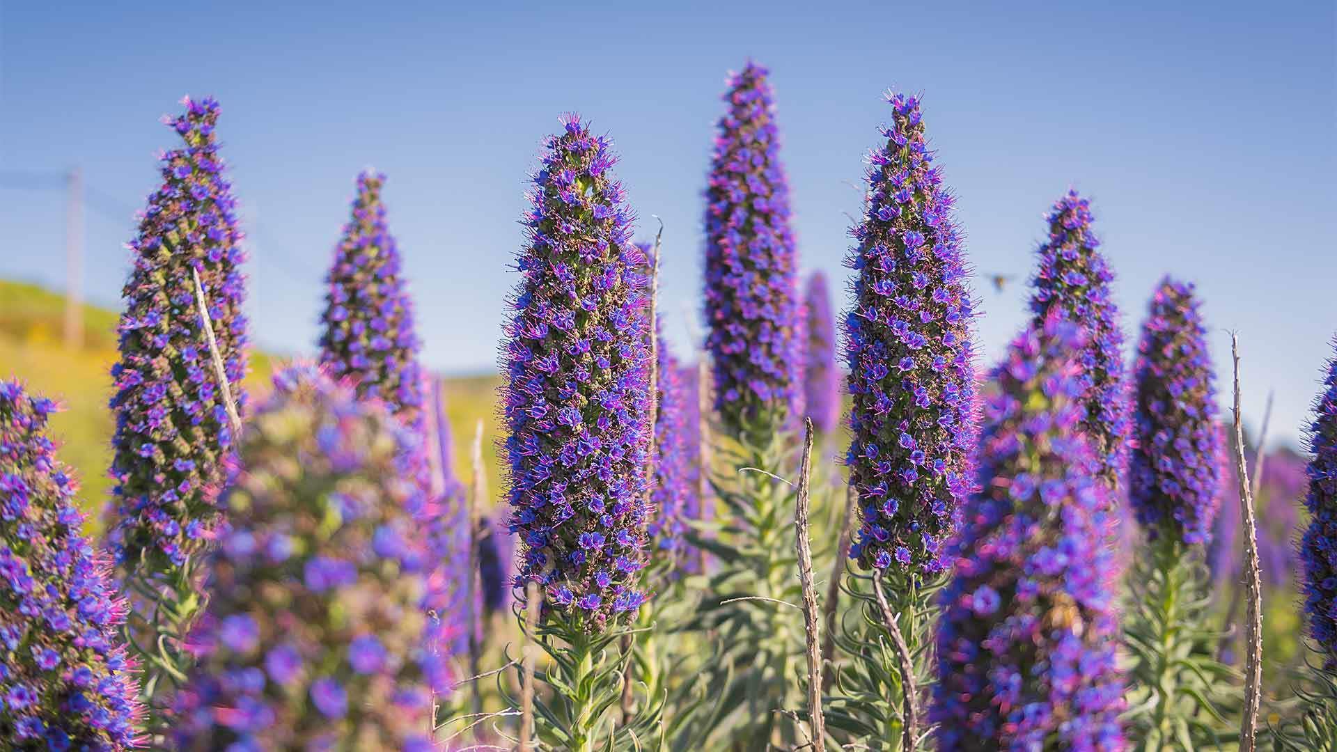 Produzieren Madeiras Bienen einen Einzigartigen Honig? Die Wissenschaft sagt Ja