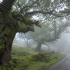 Why Is the Road Through Fanal Forest So Famous?